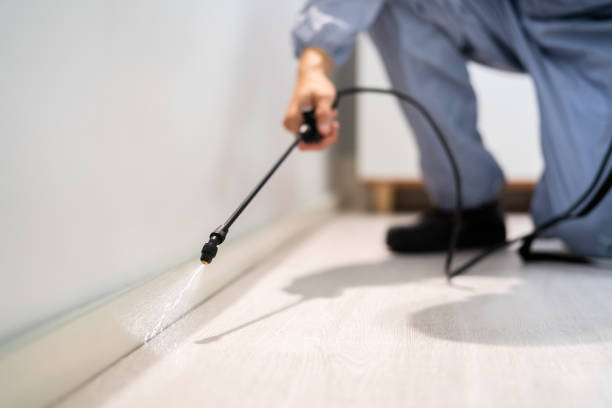 Professional exterminator conducting IPM assessment in Hamilton