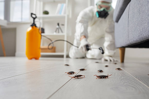 Commercial Kitchen Cockroach Control in Hamilton